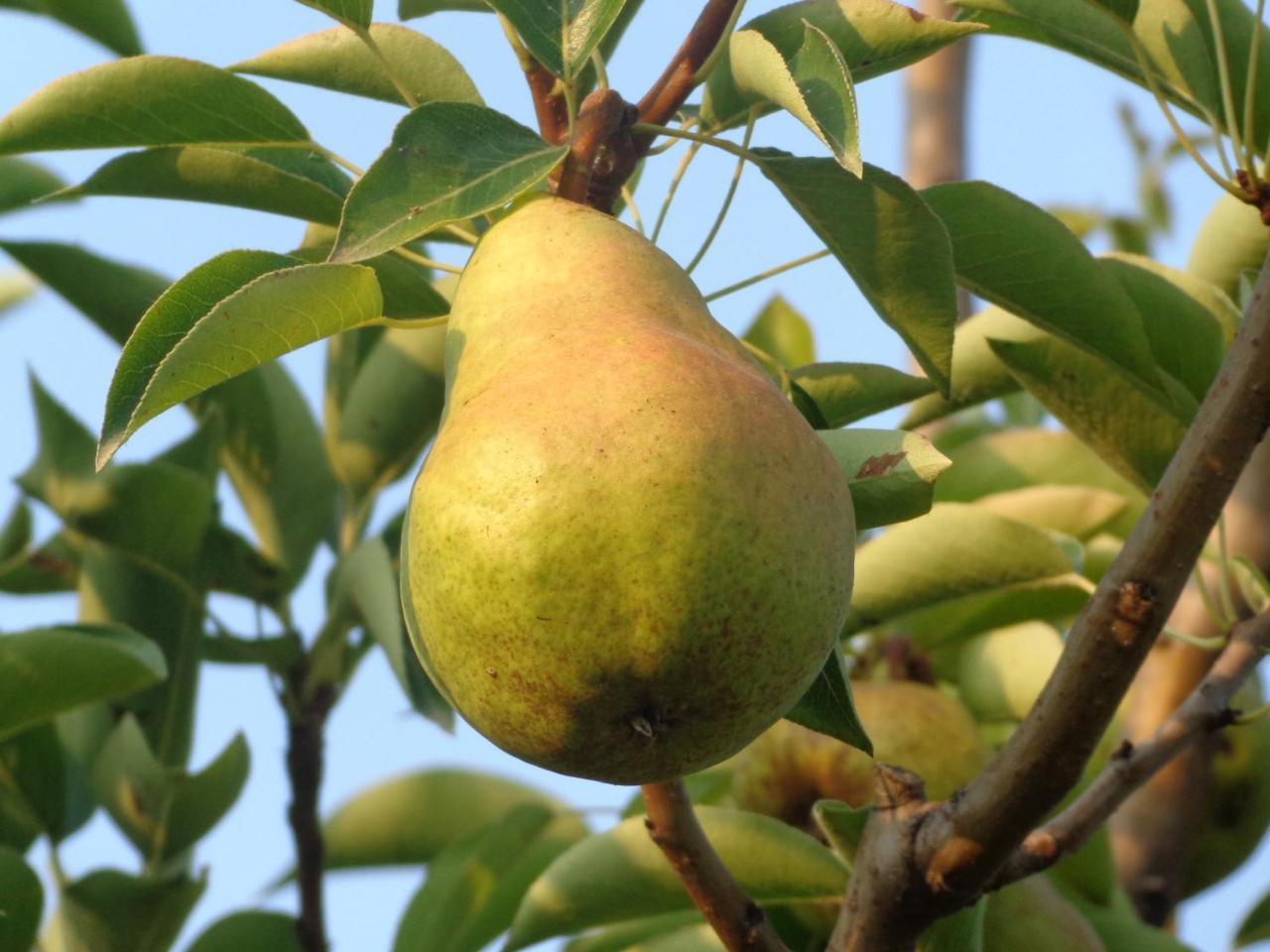 Reggiolo Agriturismo Boschi מראה חיצוני תמונה